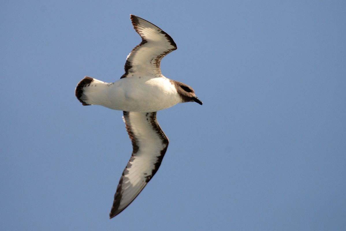 13C Cape Petrel Bird From The Quark Expeditions Cruise Ship In The Drake Passage Sailing To Antarctica